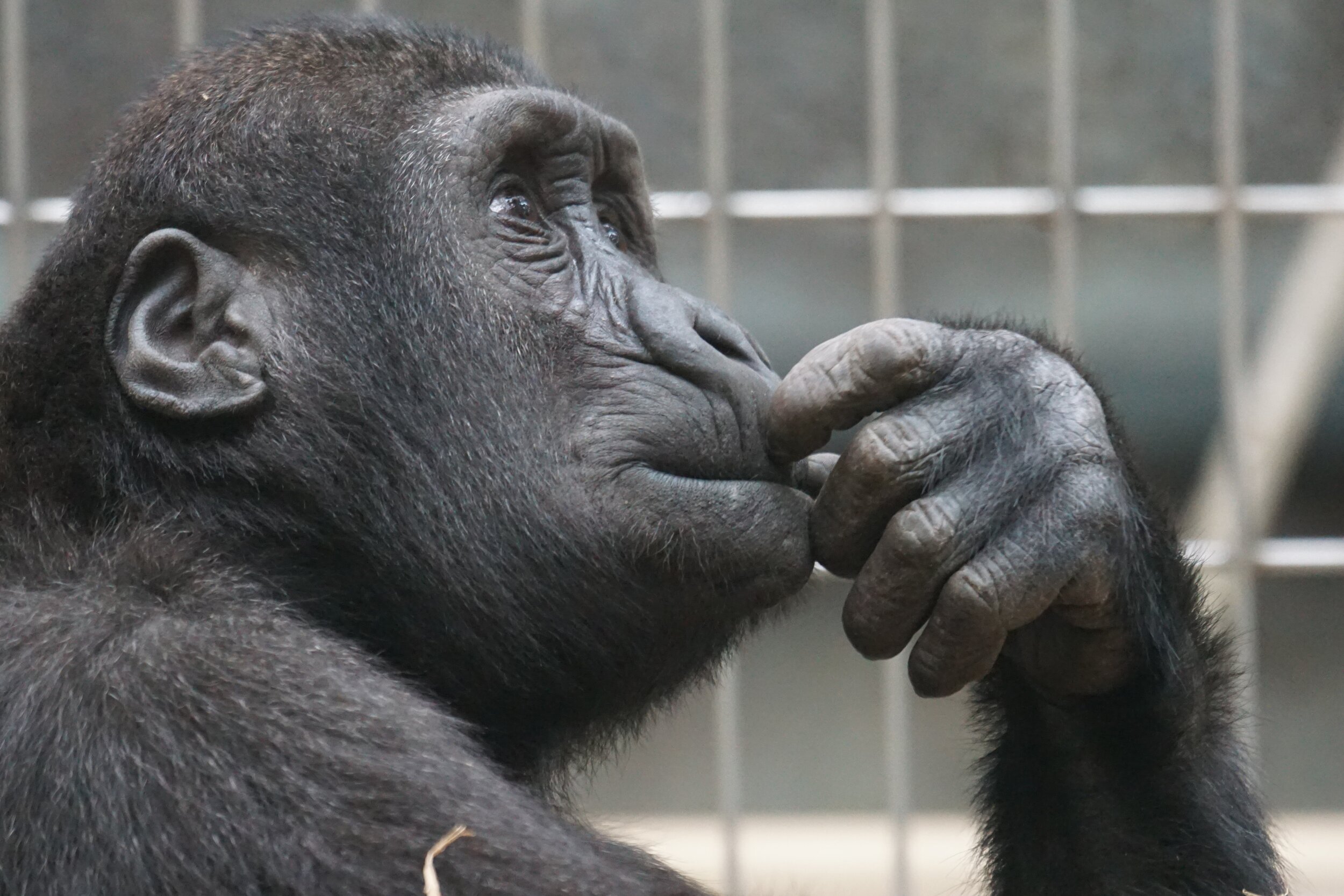 Who guesses best – an intellectual or a chimpanzee